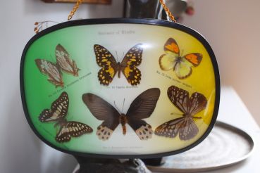 Vintage Bild Butterfly
